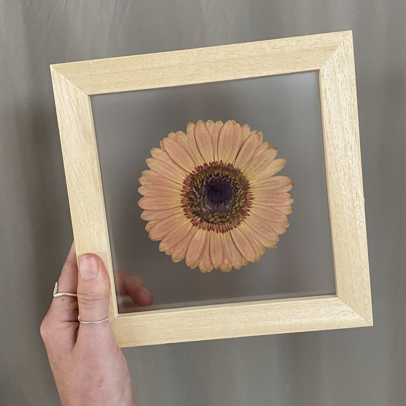 Gerbera