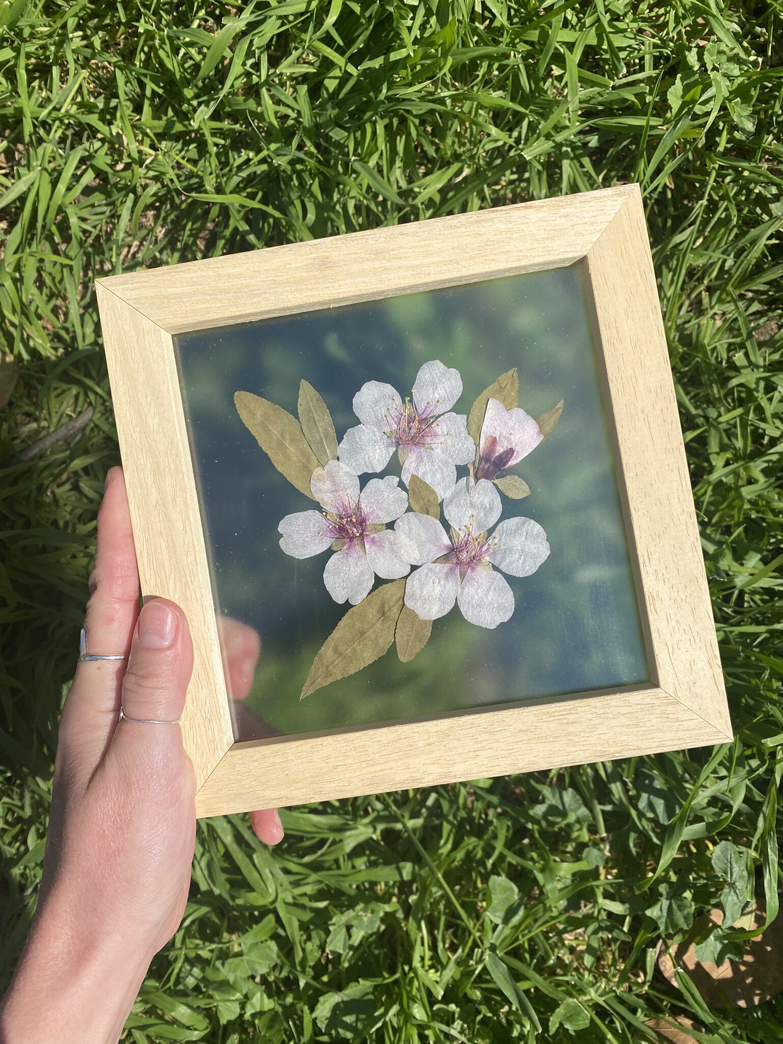 Flor de almendro - Imagen 3