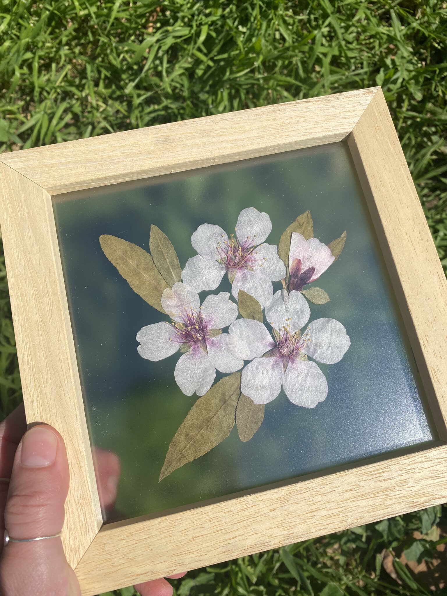 Flor de almendro - Imagen 2